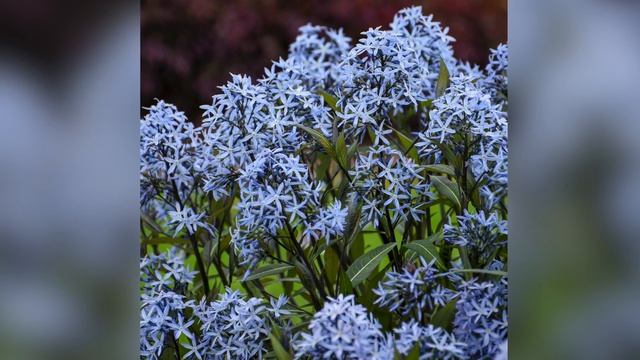 24 Blue Flowering Plants! ? смотреть онлайн