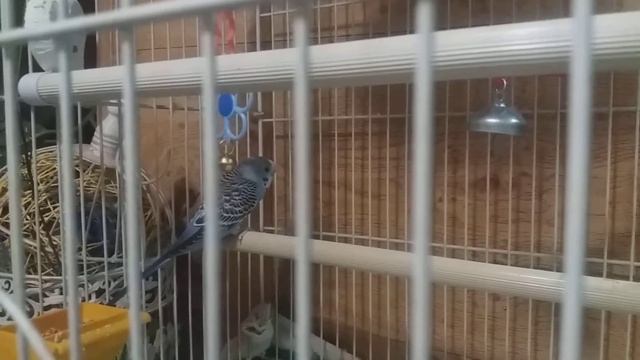 Новые улитки на канале. Как приручить попугая? смотреть онлайн