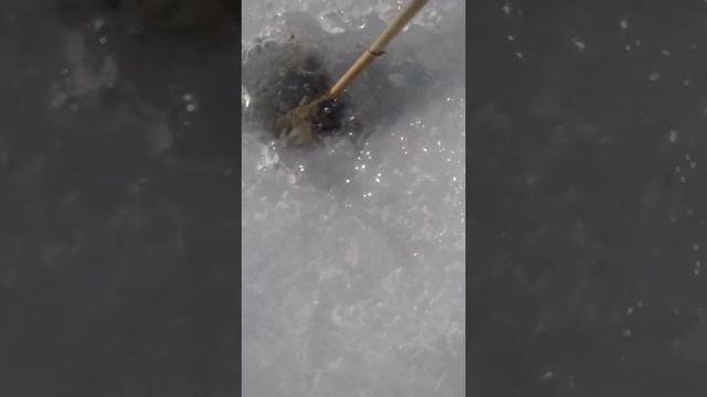 Разложившиеся рыба.Река Усманка.г.УсманьЛипецкая обл.Течет по поверхности льда талая,дождевая вода. смотреть онлайн