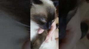 Сиамский злой кот!