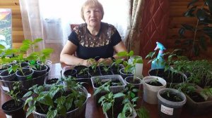 Главный враг рассады! Борьба с тлей в домашних условиях