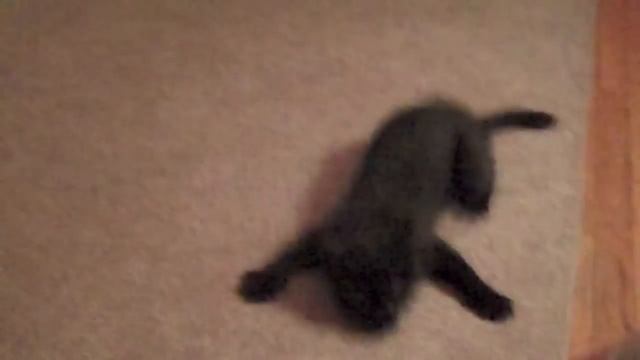 FIC: Feline Identity Crisis смотреть онлайн