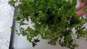 Как надолго сохранить зелень петрушки и укропа свежей в холодильнике. Простой способ хранить зелень