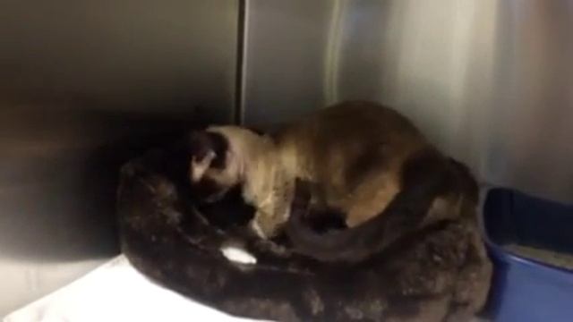 Ellie the Minskin смотреть онлайн