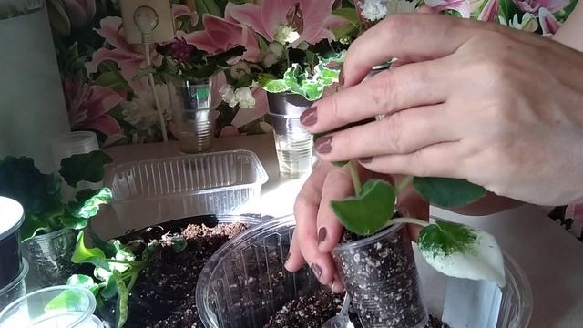 Чудеса природы!!?? И снова пересадка деток фиалок РС Мадлен и РС Цыпа смотреть онлайн