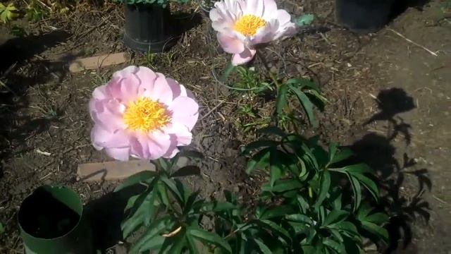 Sea Shell Peony смотреть онлайн