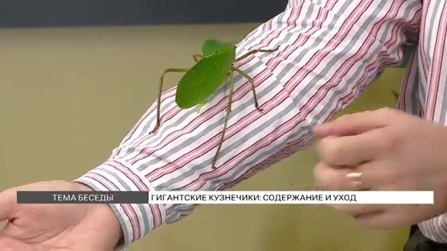 Переволновался наш гигантский кузнечик… ?