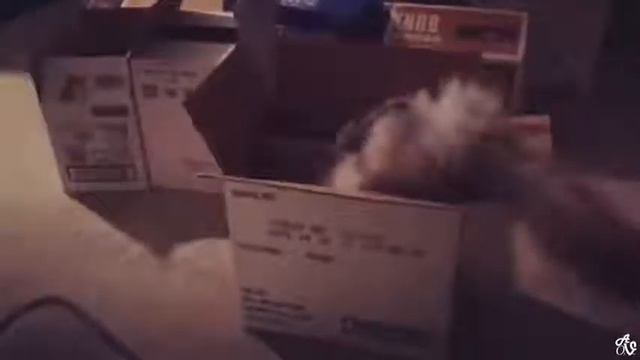 Старайтесь не смеяться 14 ¦ смешные люди, дети и животные 2019