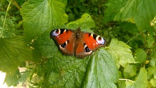 Павлиний глаз!🦋❤️👍 смотреть онлайн