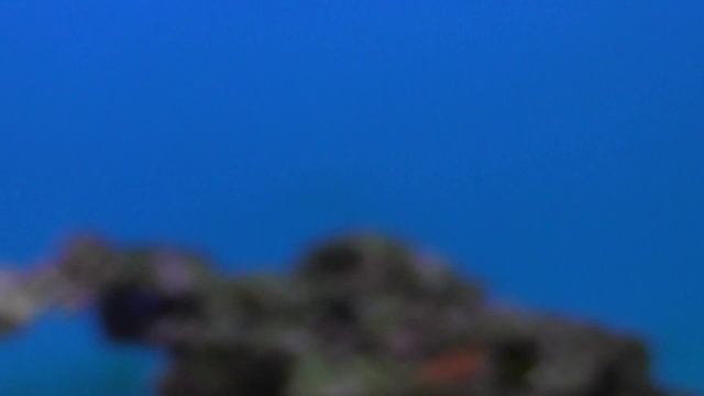 Выпуск 4. Морской аквариум на внешнем фильтре смотреть онлайн