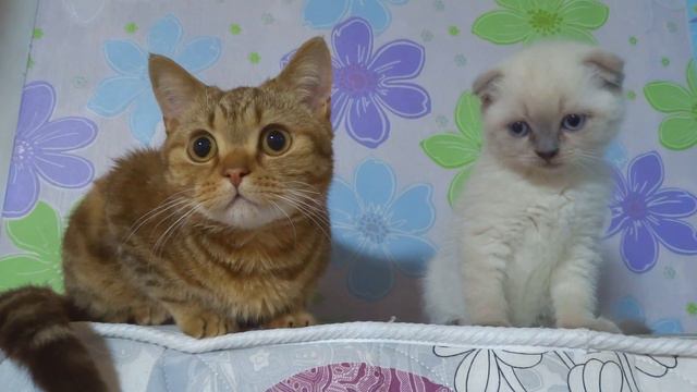Котики. Милые питомцы. смотреть онлайн