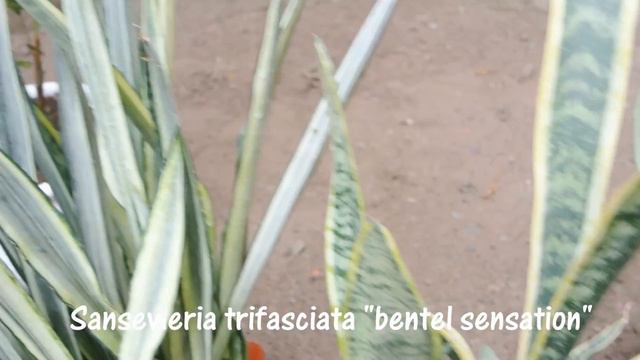 5 plantas purificadores según la Nasa смотреть онлайн