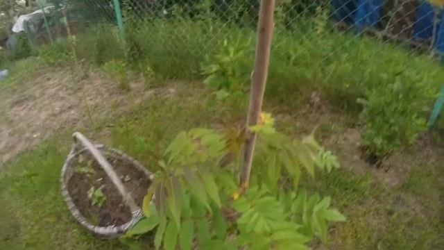 Дача 16 июня 2021 года. Поездка из города на дачу. Обзор участка и посадок. Красивая природа. смотреть онлайн