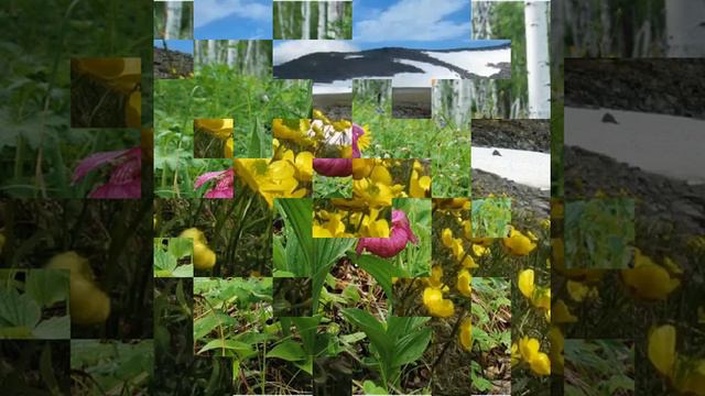 Я с Урала "Цветы в окрестностях Тирляна" смотреть онлайн