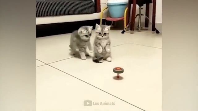 Самые смешные животные _ Приколы с котами и собаками 2023 _ LA #140 смотреть онлайн