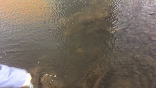 Неожиданный улов на поисковый магнит!!!! На Пахре.#magnetfishing#магнитнаярыбалка. смотреть онлайн
