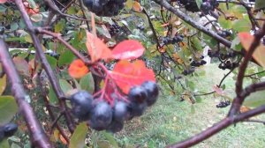 Черноплодная рябина чем полезна и как выращивать на участке