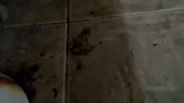 Лягушки в туалете... смотреть онлайн