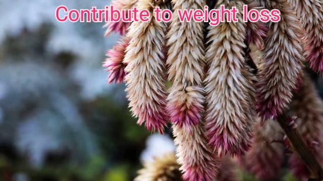 5 reasons to use Amaranth milk смотреть онлайн