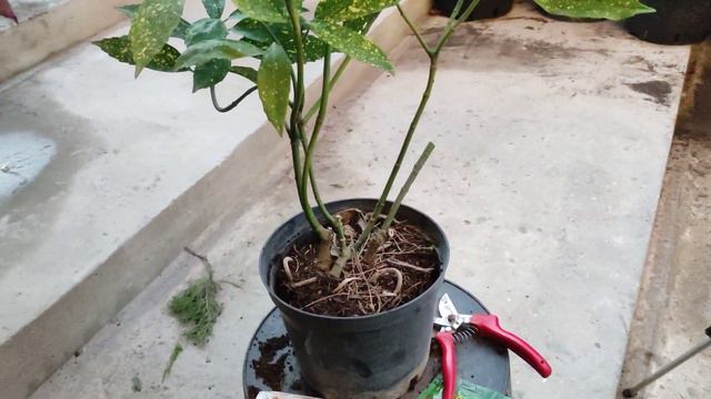 черный листья и черный пятна на листьях . гниль у корневой системы . боремся. смотреть онлайн