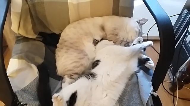 Сонный паралич. Кошки приколы. смотреть онлайн