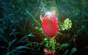 Лебединая песня Моцарта Adagio from Clarinet Concerto in A major, K. 622 и магия цветов