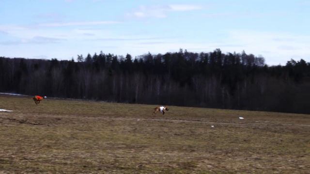 GAKERU ABUBAKAR (к) и АРИЕС ХАН РЕГУЛУС РЭДКЛИФФ (б) 4К ЧРКФ по курсингу. 16-17 апреля 2022.