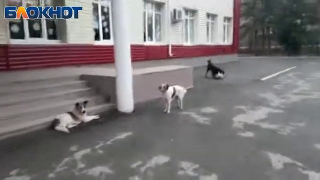 Бездомных собак стало еще больше, - возмущенная бездействием властей и окружающих волгодончанка смотреть онлайн