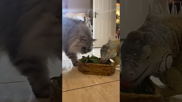 #shorts #игуана #кот #грибожуй #в мире животных смотреть онлайн