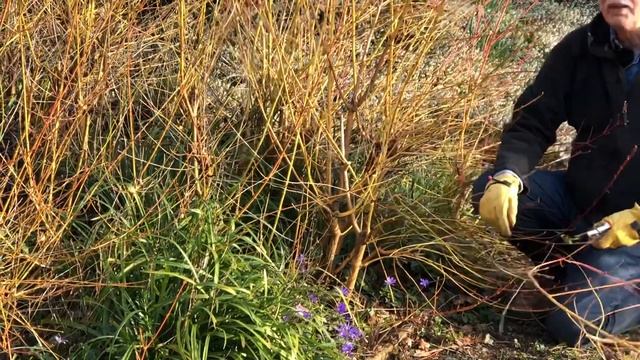 Pruning Cornus ‘Midwinter Fire’ for Winter colour. смотреть онлайн