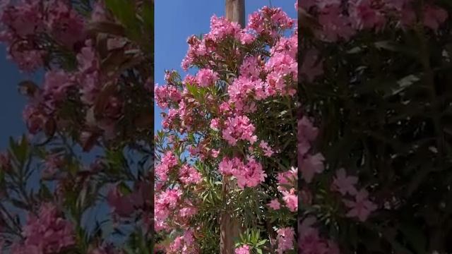 Красота в городе, красивые цветы, вид. Кипр, Лимассол