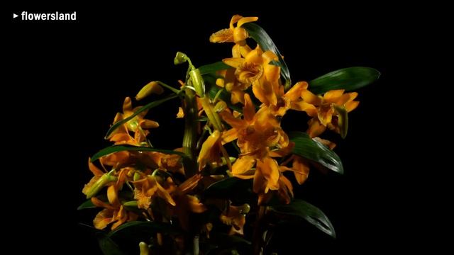 Дендробиум Стардаст 'Фаербёрд' (Dendrobium Stardust 'Firebird') смотреть онлайн