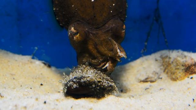 Cuttlefish vs Crab 2 смотреть онлайн
