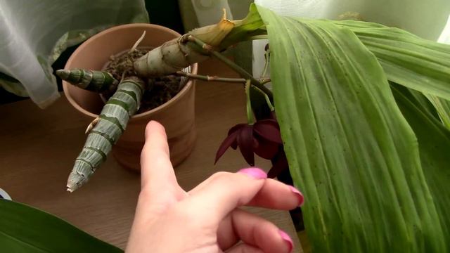 Catasetum orchids with shriveling pseudobulbs смотреть онлайн
