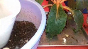 Обзор хлорофитума Оранжевого , пересадка и уход за ним !