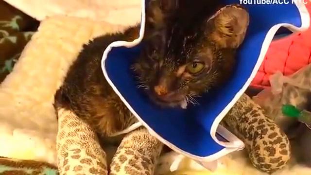 Котёнок-Росомаха. Восстанавливается после многочисленных ожогов смотреть онлайн