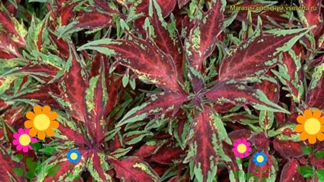 Колеус обыкновенный флейм Срова Чили Пеппер. Краткий обзор, описание coleus Chili Pepper смотреть онлайн