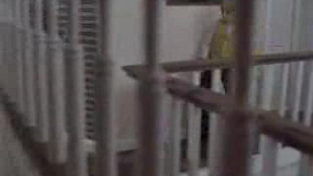 33 коровы смотреть онлайн