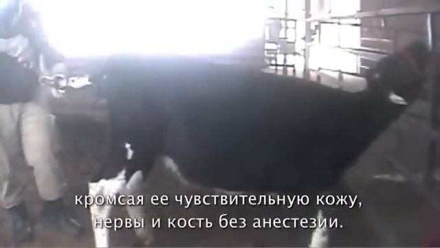 Vegeterian Meat exposed смотреть онлайн