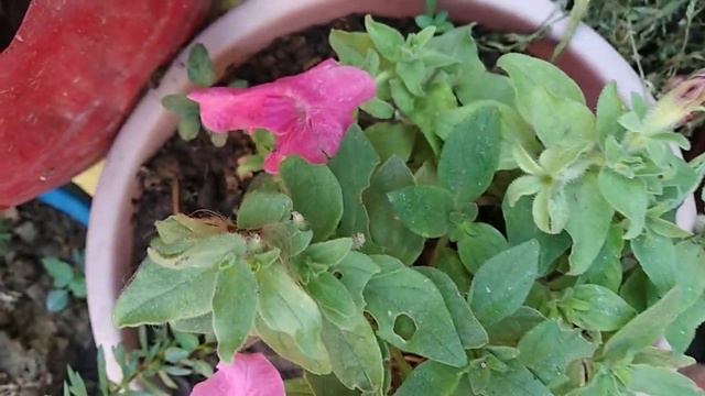 pink petunia flowering смотреть онлайн