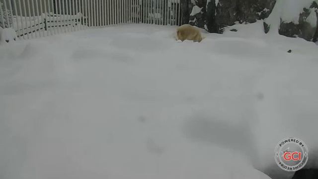 Вороны прилетели в ожидании мишки#Аляска смотреть онлайн