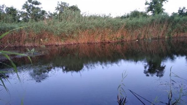 Рыбалка на супер чувствительную  снасть. Методика  Херабуна.