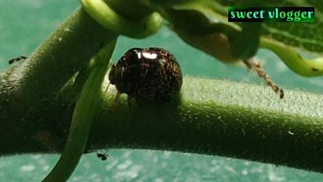 COCCINELLIDAE "RARE COLOR DESIGN" смотреть онлайн