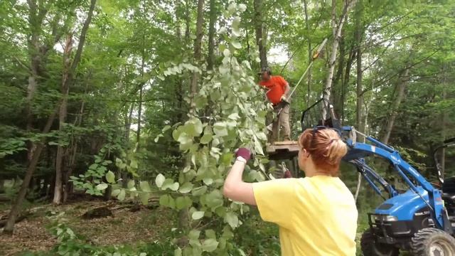 Tree Trimming w/ Stihl FS90R Pole Saw - Mrs. Tears debuts - 200+ subs!!! смотреть онлайн