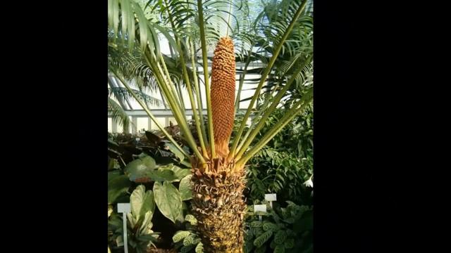 Пальмовые Арековые14 Декоративные растения смотреть онлайн