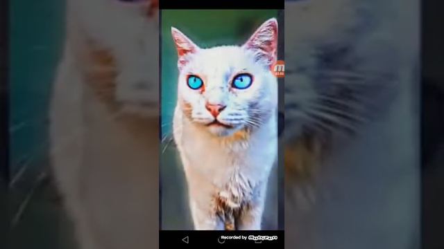 Моё первое видео надеюсь будет всё хорошо и поставят много лайков