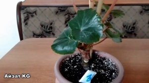 Бегония элатиор. Как спасти если бегонию,если она начинает чернеть?...