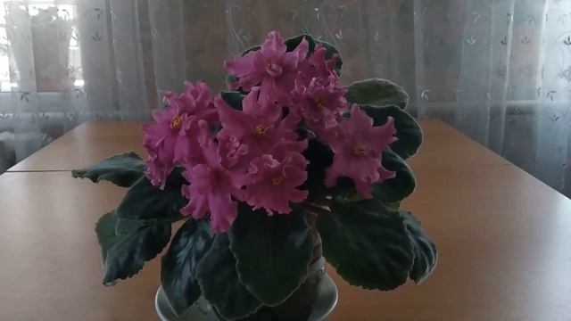 Мои любимые Сенполии /Фиалки/ Красивые фиалки. Цветок радости-фиалка смотреть онлайн