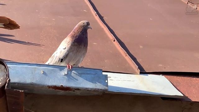 Курские и Николаевские голуби Димана смотреть онлайн