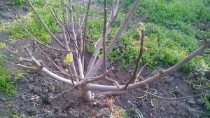 как НЕ нужно формировать куст инжира